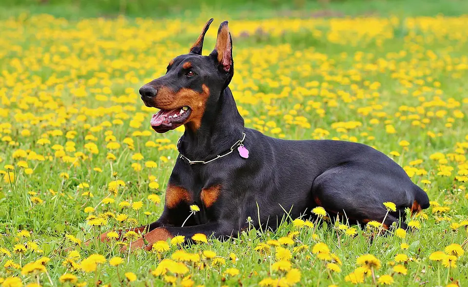 O dobermann