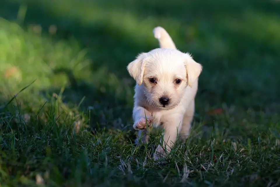 Melhores rações para cachorros filhotes