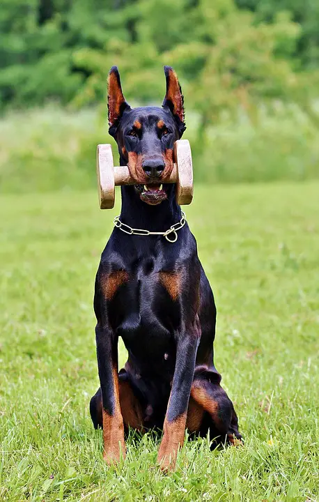 O dobermann