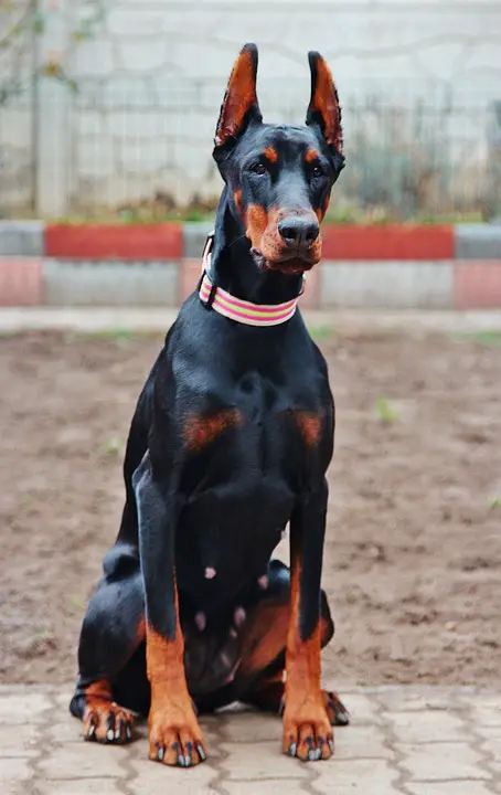 O dobermann