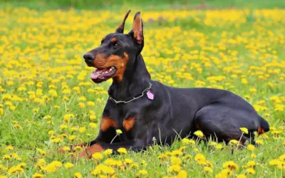 O dobermann