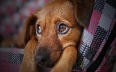 Cachorro com medo de trovão: o que fazer?