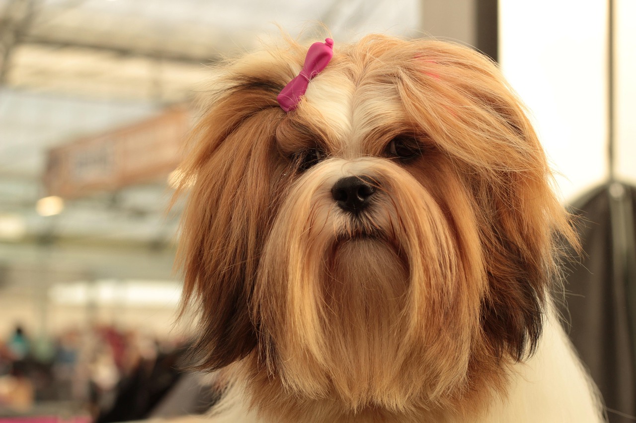 Diferenças entre shih tzu e lhasa apso