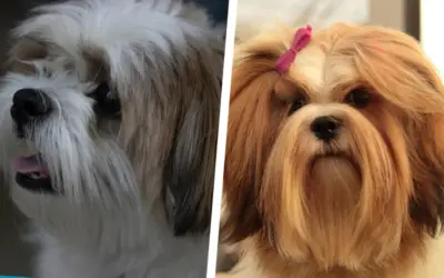 Diferenças entre shih tzu e lhasa apso