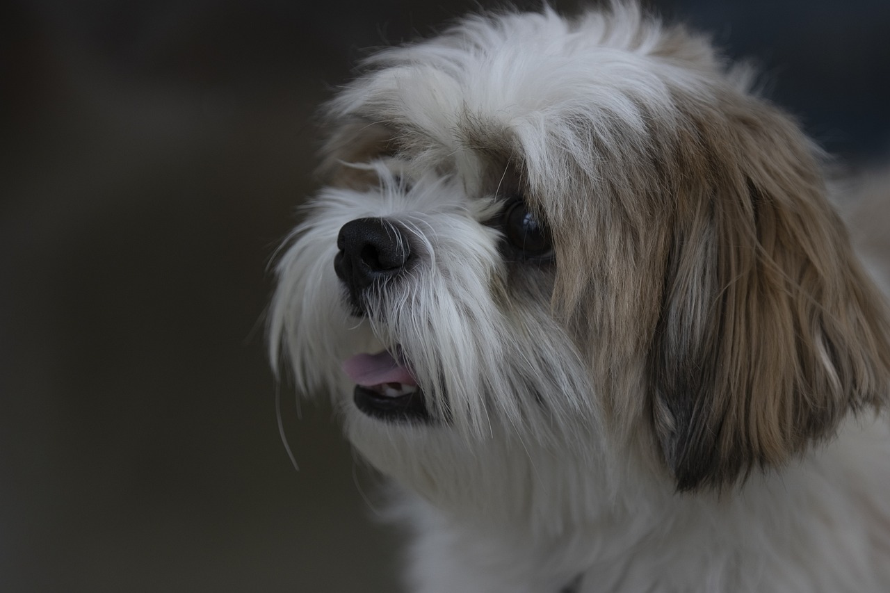 Diferenças entre shih tzu e lhasa apso